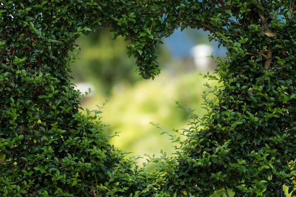 Heart shaped hole in a hedge.